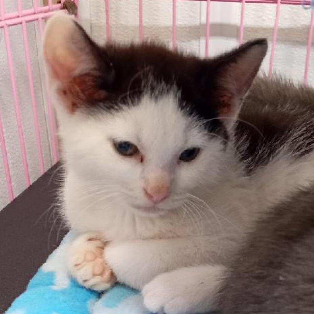 Vivo, an adoptable Domestic Short Hair in Priest River, ID, 83856 | Photo Image 3