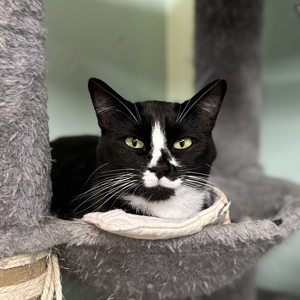 Penguin, an adoptable Domestic Short Hair in Priest River, ID, 83856 | Photo Image 1
