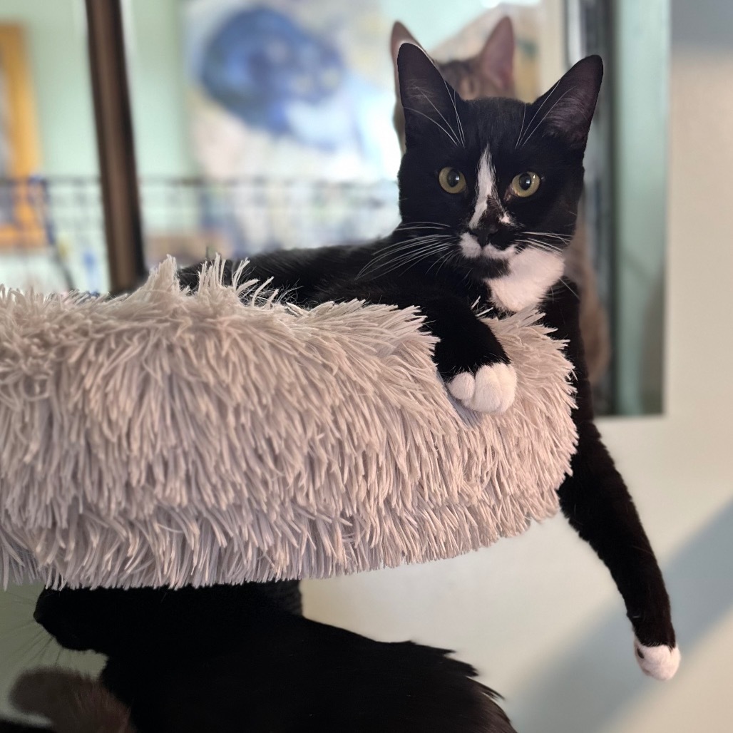 Penguin, an adoptable Domestic Short Hair in Priest River, ID, 83856 | Photo Image 4