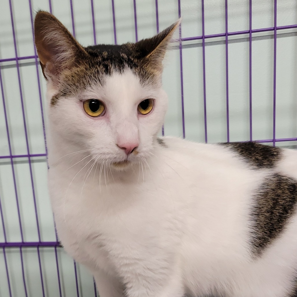 Spotty, an adoptable Domestic Short Hair in Priest River, ID, 83856 | Photo Image 1