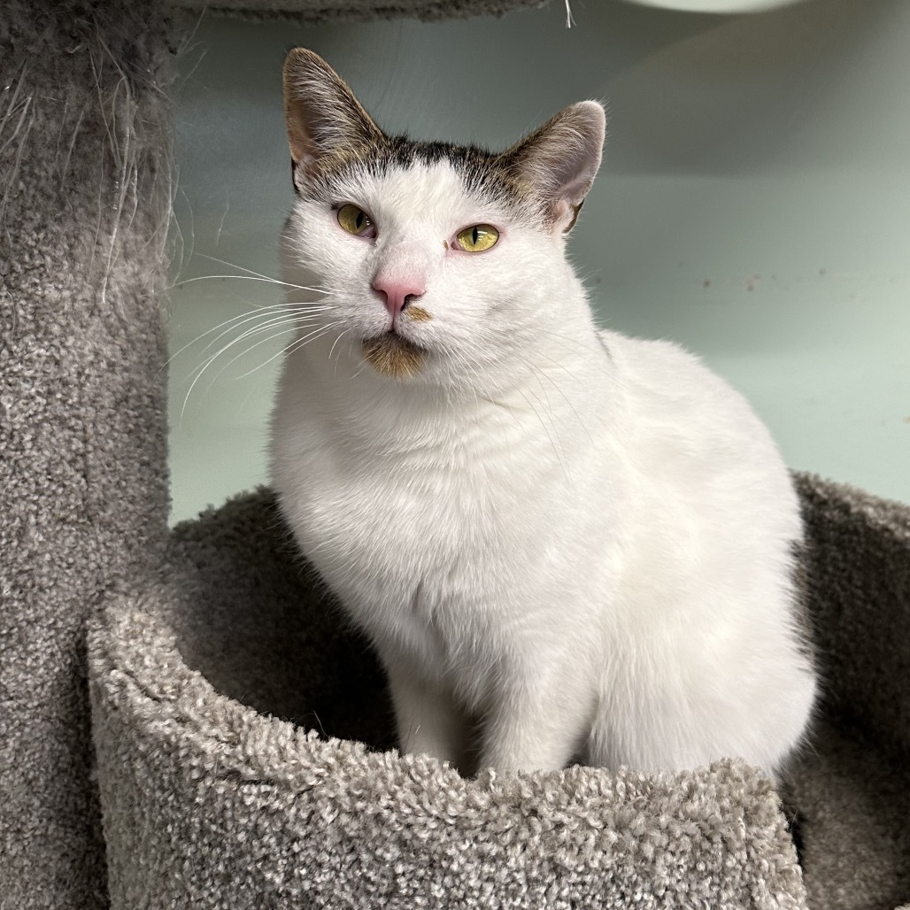 Spotty, an adoptable Domestic Short Hair in Priest River, ID, 83856 | Photo Image 1