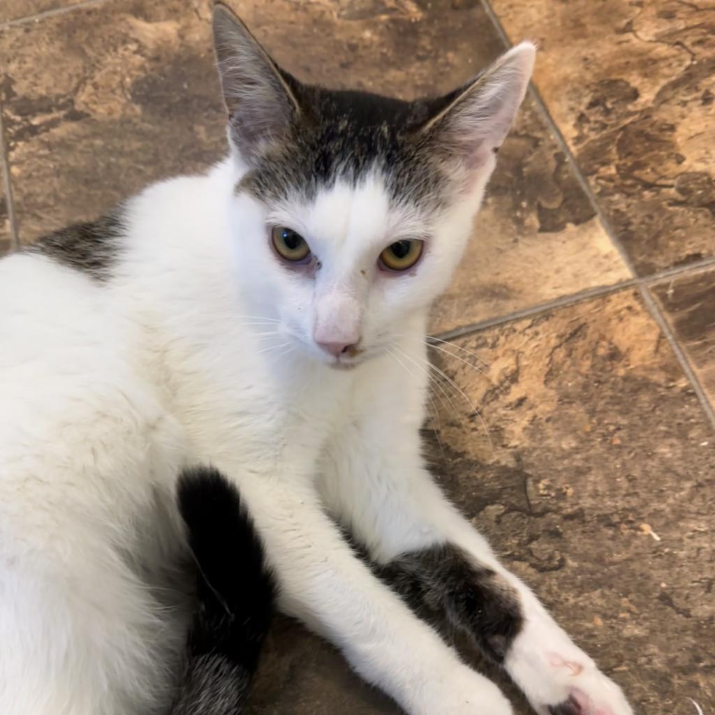 Spotty, an adoptable Domestic Short Hair in Priest River, ID, 83856 | Photo Image 2