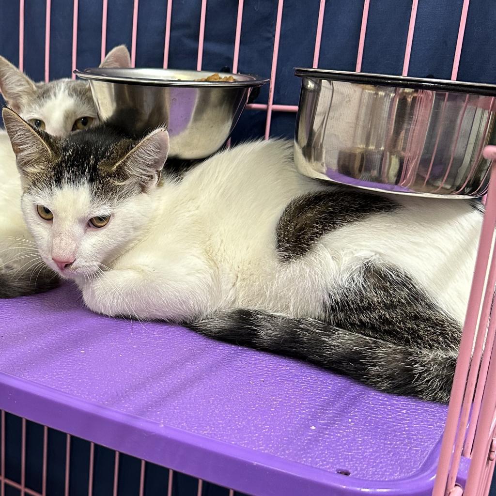 Spotty, an adoptable Domestic Short Hair in Priest River, ID, 83856 | Photo Image 3