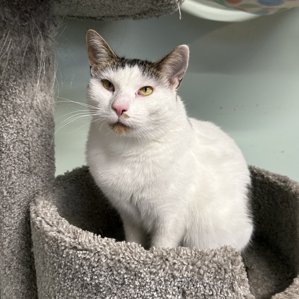 Spotty, an adoptable Domestic Short Hair in Priest River, ID, 83856 | Photo Image 6