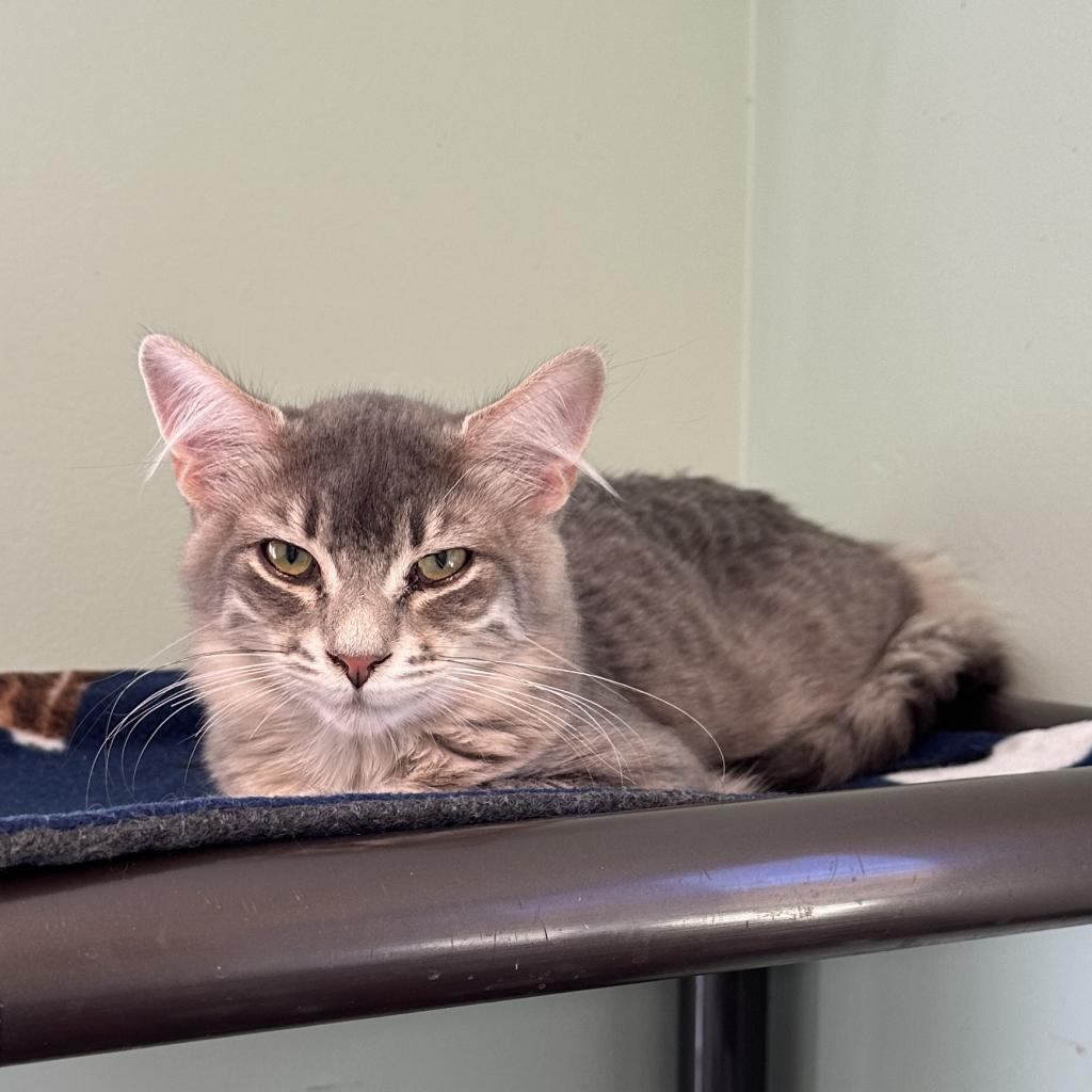 Palmer, an adoptable Domestic Medium Hair in Priest River, ID, 83856 | Photo Image 2