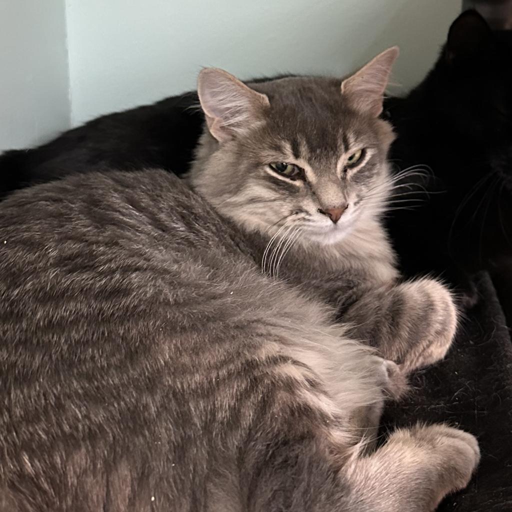Palmer, an adoptable Domestic Medium Hair in Priest River, ID, 83856 | Photo Image 3