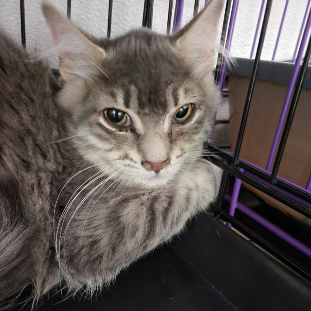 Palmer, an adoptable Domestic Medium Hair in Priest River, ID, 83856 | Photo Image 4
