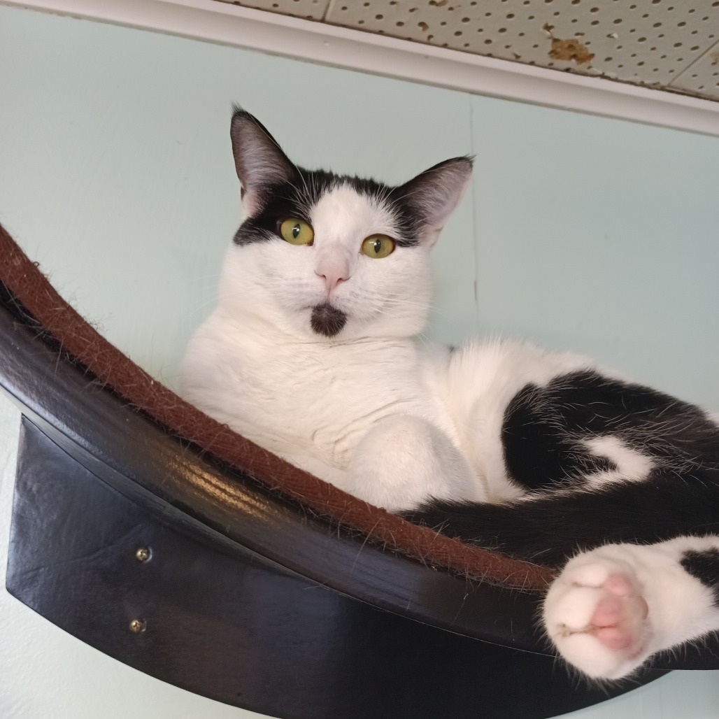 Verizon, an adoptable Domestic Short Hair in Priest River, ID, 83856 | Photo Image 1
