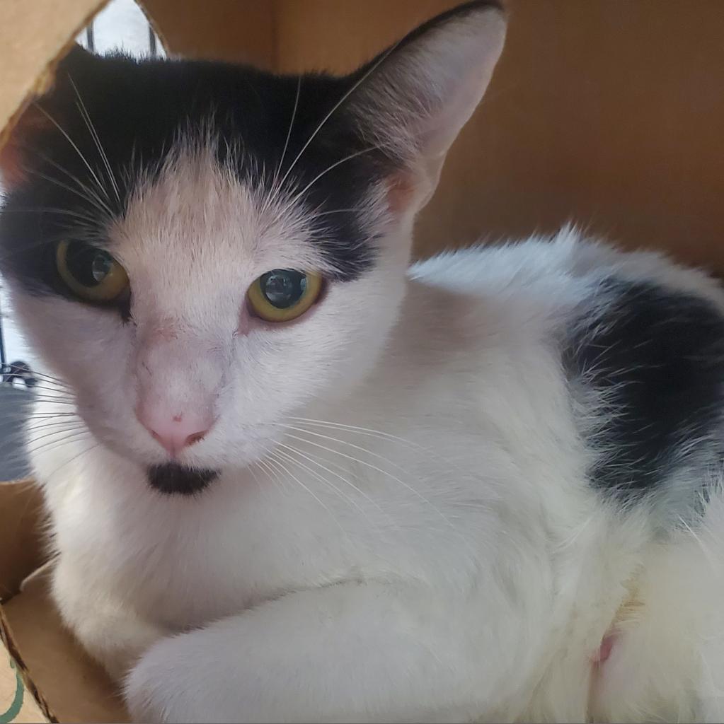 Verizon, an adoptable Domestic Short Hair in Priest River, ID, 83856 | Photo Image 2