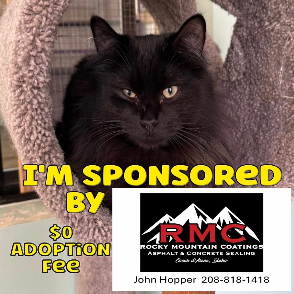 Bill, an adoptable Domestic Long Hair in Priest River, ID, 83856 | Photo Image 1