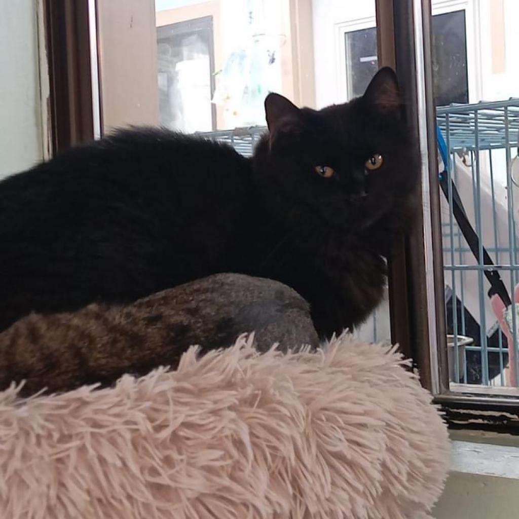 Bill, an adoptable Domestic Long Hair in Priest River, ID, 83856 | Photo Image 2