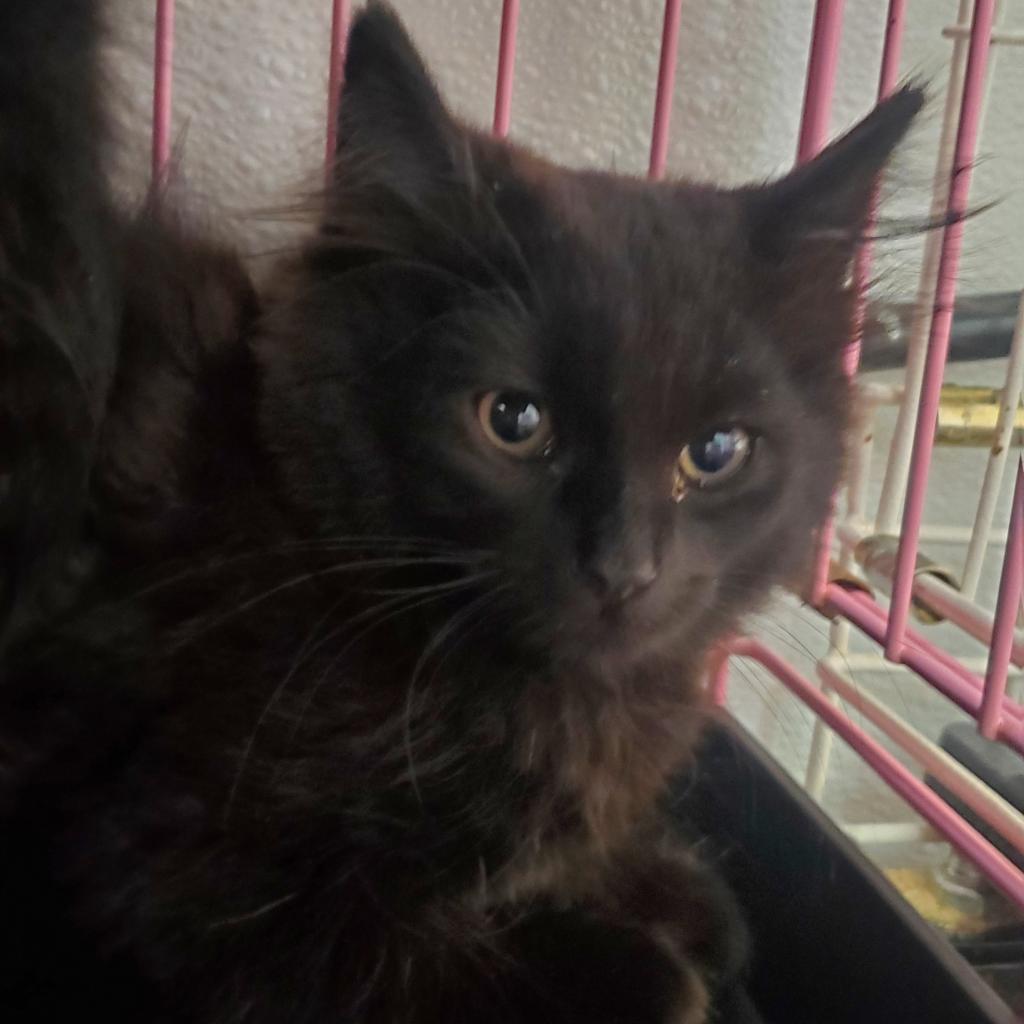 Bill, an adoptable Domestic Long Hair in Priest River, ID, 83856 | Photo Image 3