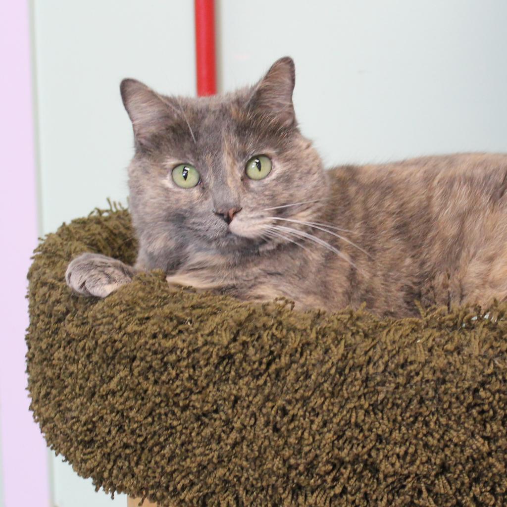 Rizzo, an adoptable Domestic Short Hair in Priest River, ID, 83856 | Photo Image 2