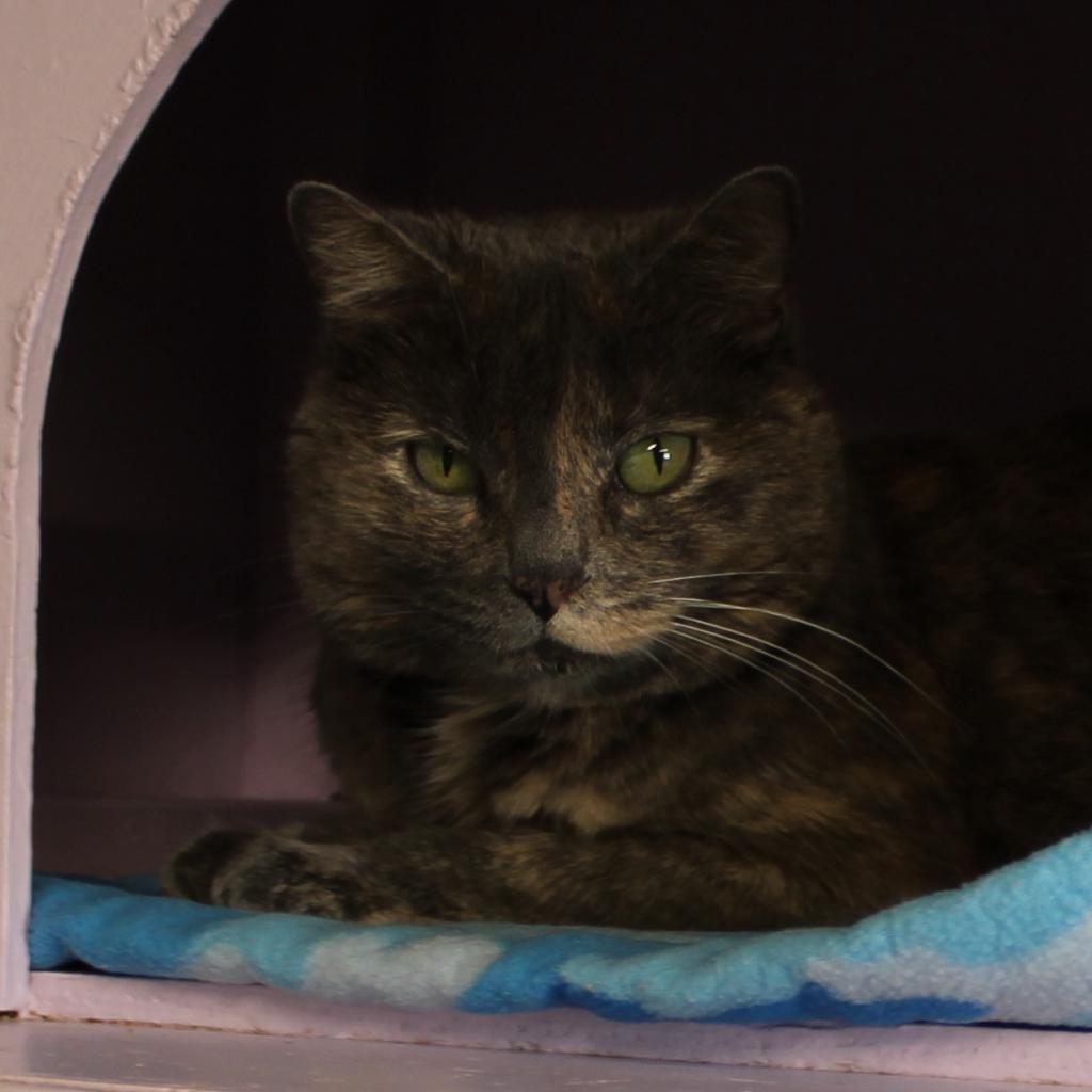 Rizzo, an adoptable Domestic Short Hair in Priest River, ID, 83856 | Photo Image 3