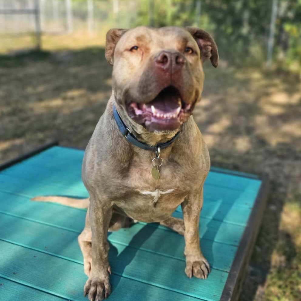 Goldie, an adoptable Pit Bull Terrier in Priest River, ID, 83856 | Photo Image 1