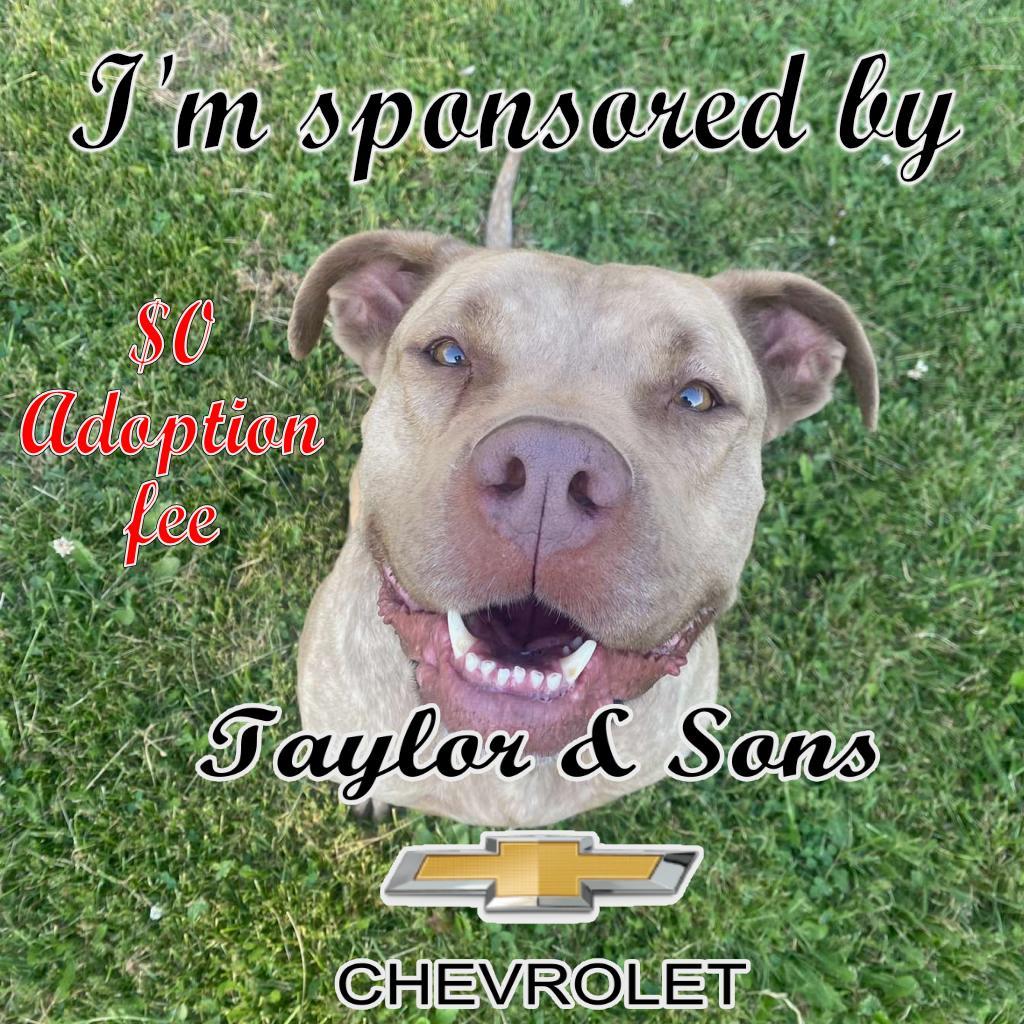 Goldie, an adoptable Pit Bull Terrier in Priest River, ID, 83856 | Photo Image 2