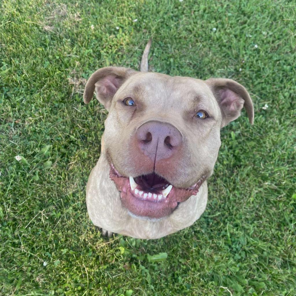 Goldie, an adoptable Pit Bull Terrier in Priest River, ID, 83856 | Photo Image 3
