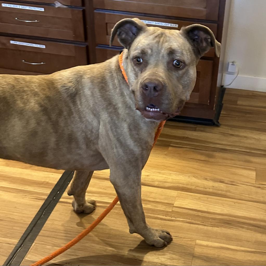 Goldie, an adoptable Pit Bull Terrier in Priest River, ID, 83856 | Photo Image 4