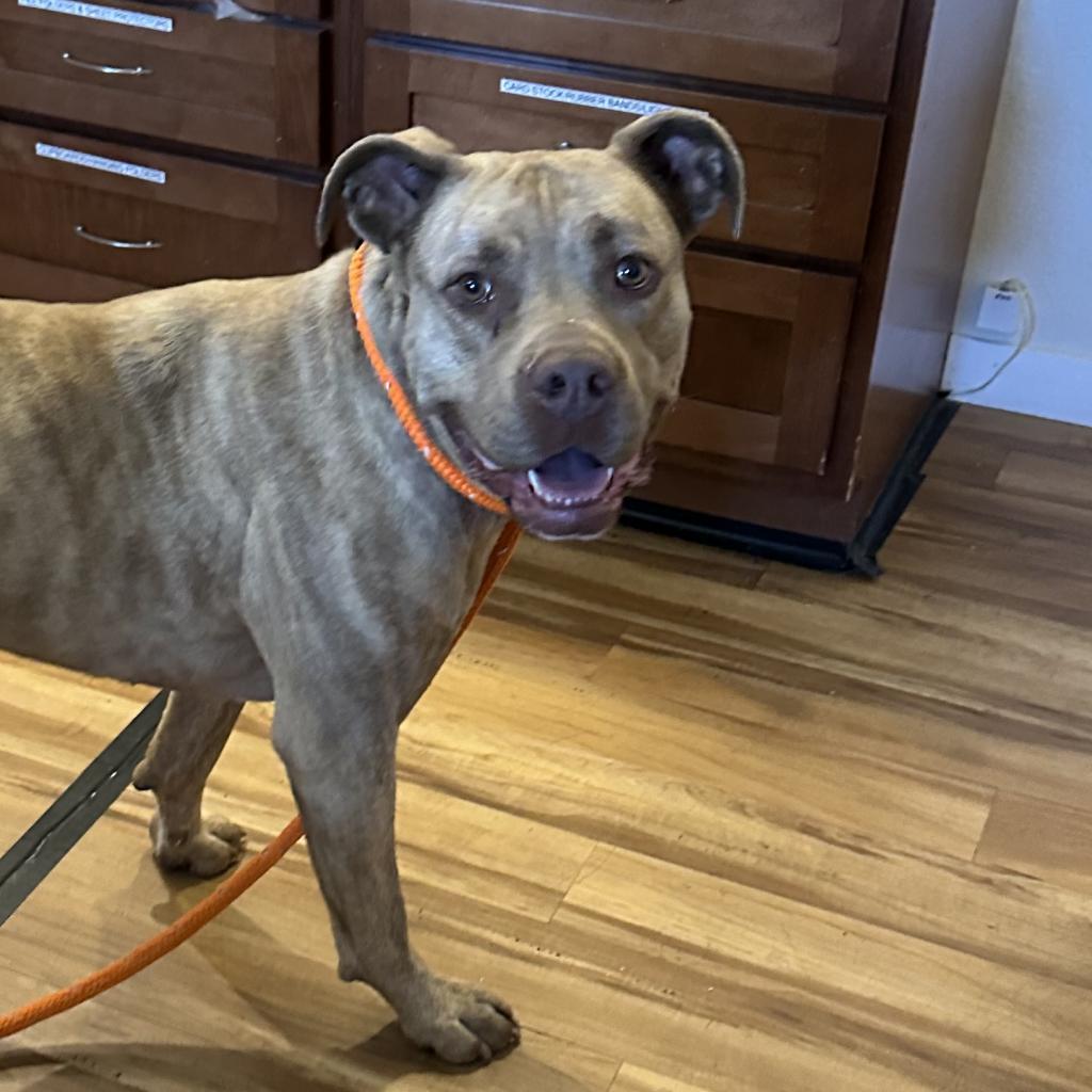 Goldie, an adoptable Pit Bull Terrier in Priest River, ID, 83856 | Photo Image 5