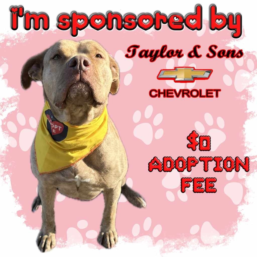 Goldie, an adoptable Pit Bull Terrier in Priest River, ID, 83856 | Photo Image 5