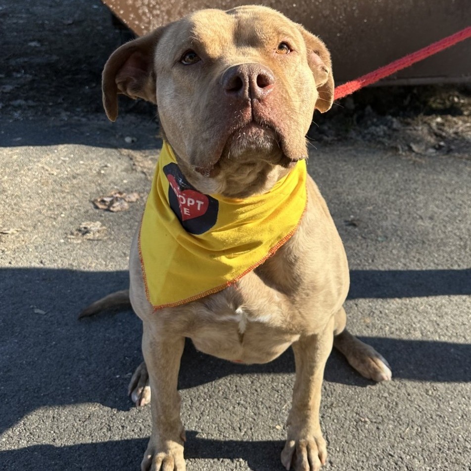 Goldie, an adoptable Pit Bull Terrier in Priest River, ID, 83856 | Photo Image 6
