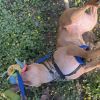Willow photo 3