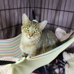 Cheddar, Adult Female Domestic Short Hair