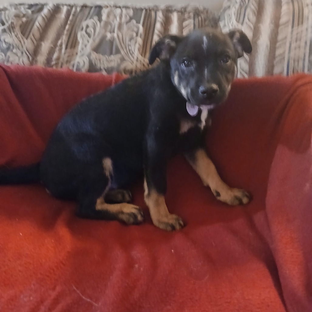 Ida