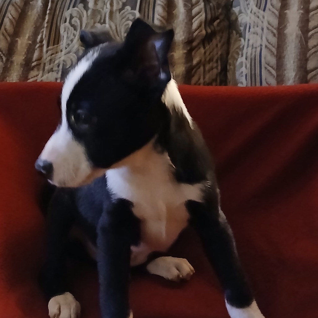Alonzo