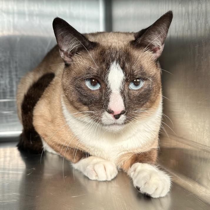 BOOTS, an adoptable Snowshoe, Domestic Short Hair in Rancho Cucamonga, CA, 91730 | Photo Image 1