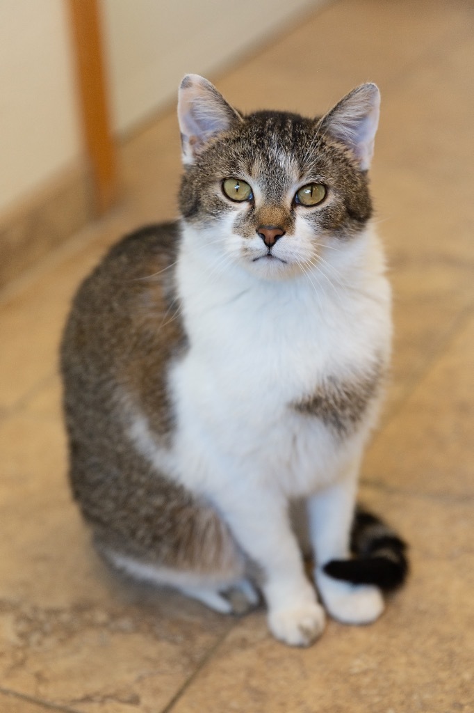 Valentine, an adoptable Domestic Short Hair in Redwood Falls, MN, 56283 | Photo Image 1