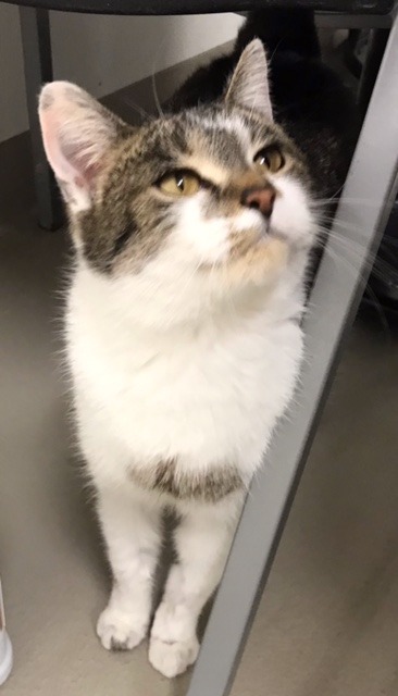 Valentine, an adoptable Domestic Short Hair in Redwood Falls, MN, 56283 | Photo Image 2