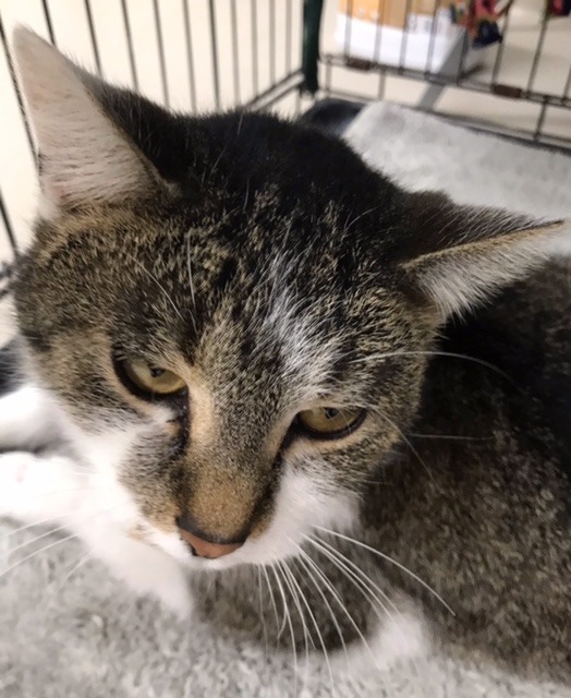 Valentine, an adoptable Domestic Short Hair in Redwood Falls, MN, 56283 | Photo Image 3