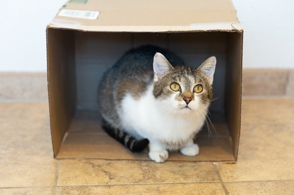 Valentine, an adoptable Domestic Short Hair in Redwood Falls, MN, 56283 | Photo Image 4