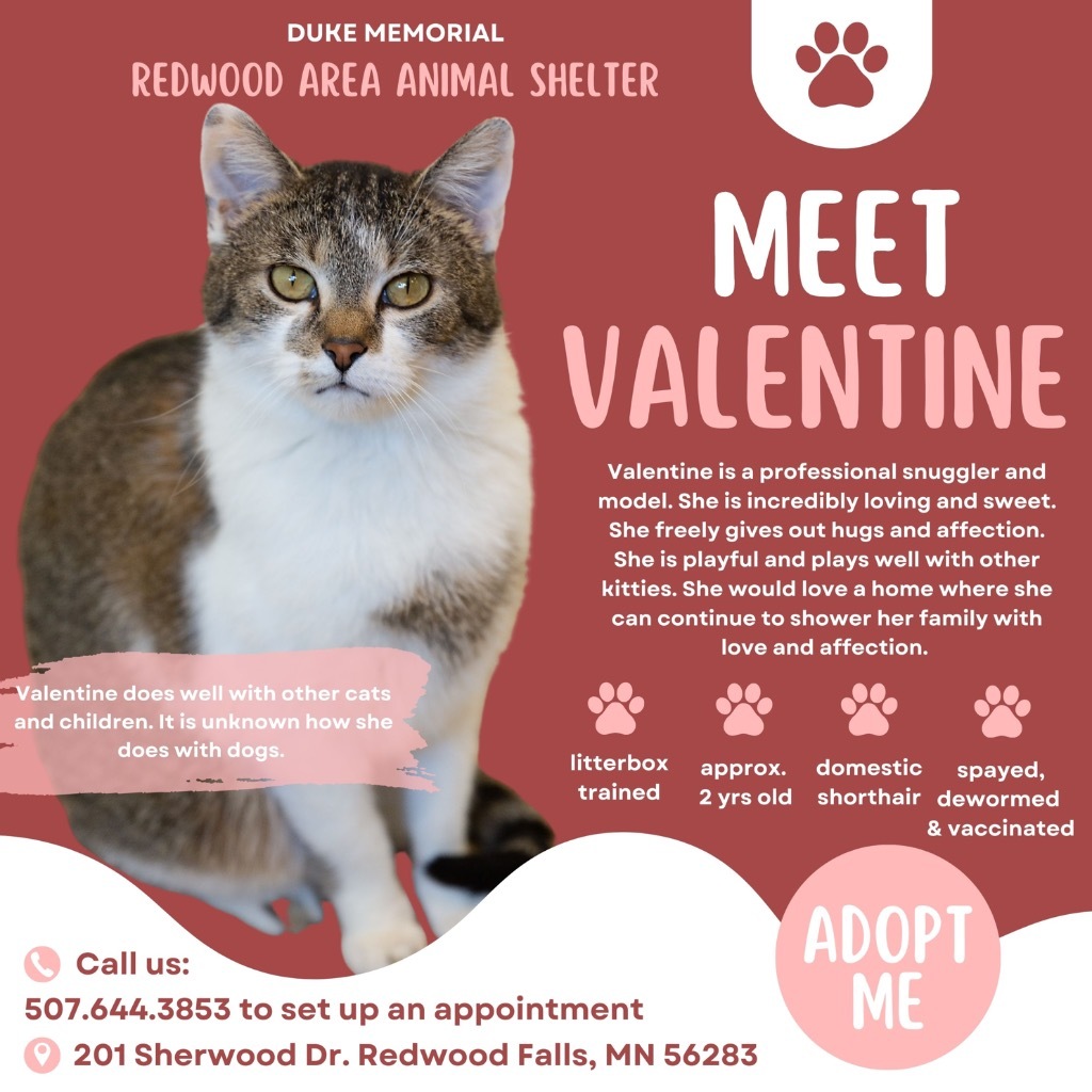 Valentine, an adoptable Domestic Short Hair in Redwood Falls, MN, 56283 | Photo Image 5