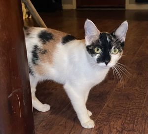 GiGi GW, Young Female Calico