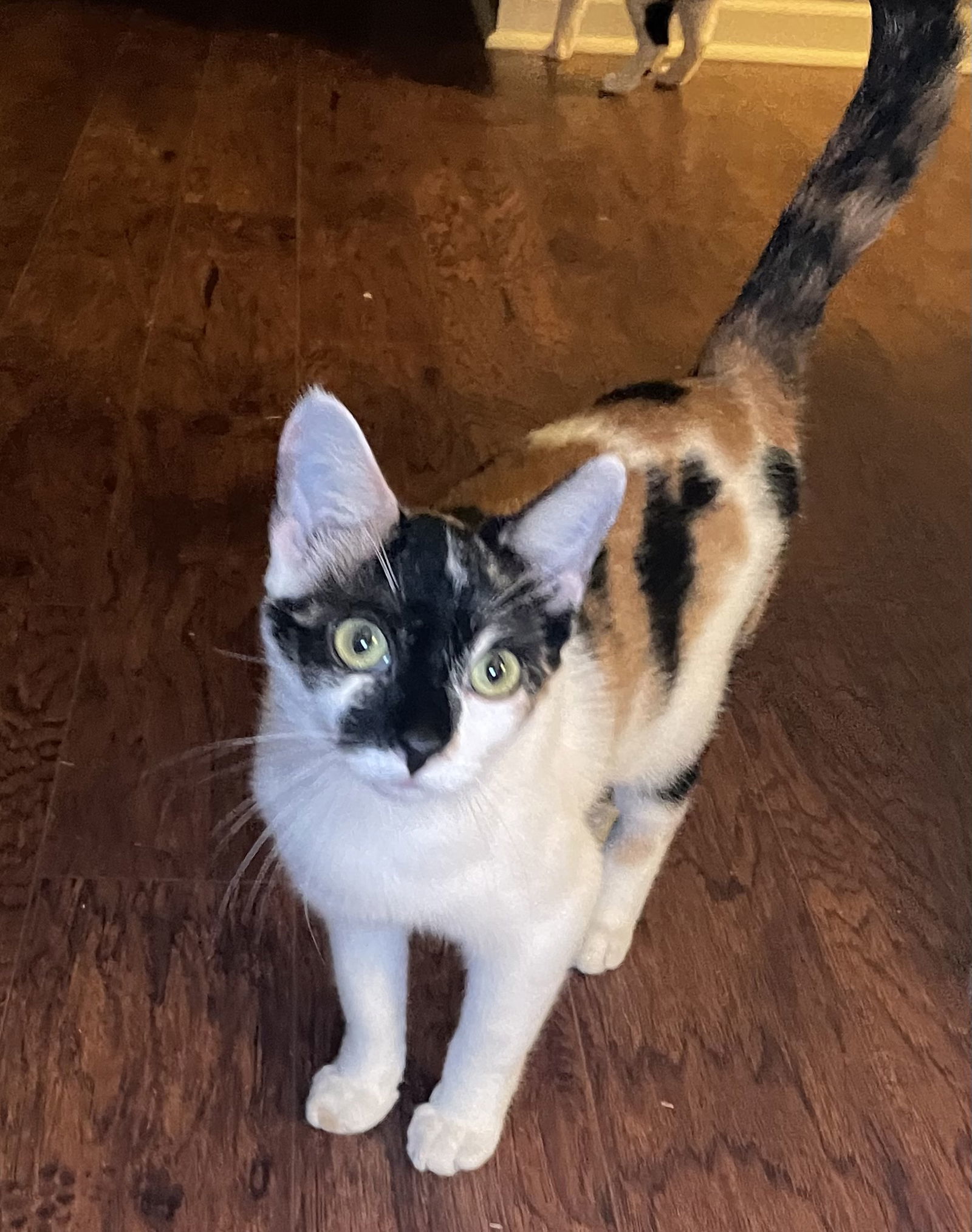 GiGi GW, an adoptable Calico, Domestic Short Hair in Oxford, MS, 38655 | Photo Image 2