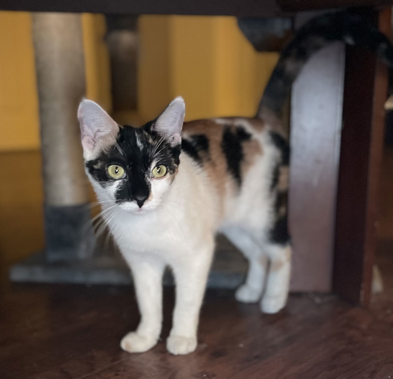 GiGi GW, an adoptable Calico, Domestic Short Hair in Oxford, MS, 38655 | Photo Image 3
