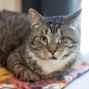 Enzo, Senior Male Domestic Short Hair