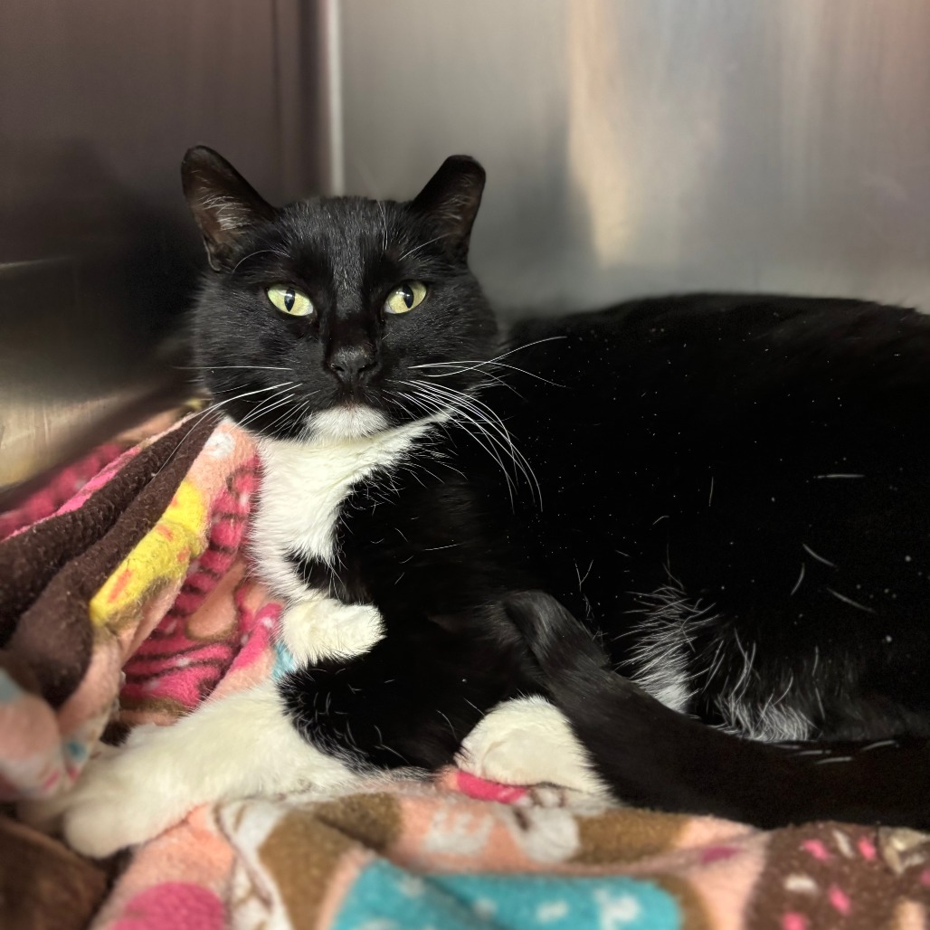 Popsicle--In Foster, an adoptable Domestic Short Hair in Fargo, ND, 58102 | Photo Image 1