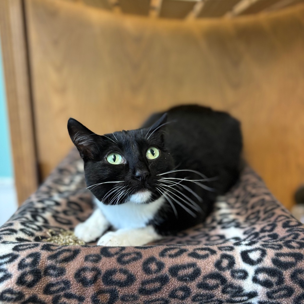 Popsicle--In Foster, an adoptable Domestic Short Hair in Fargo, ND, 58102 | Photo Image 1