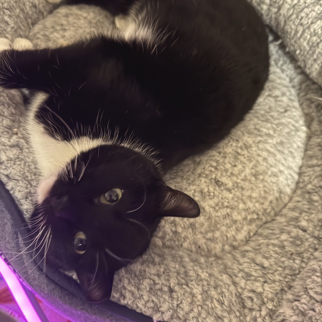 Popsicle--In Foster, an adoptable Domestic Short Hair in Fargo, ND, 58102 | Photo Image 3