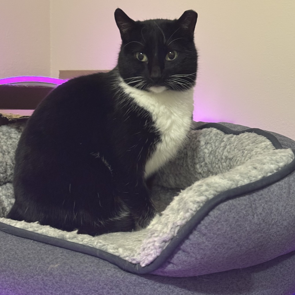 Popsicle--In Foster, an adoptable Domestic Short Hair in Fargo, ND, 58102 | Photo Image 3