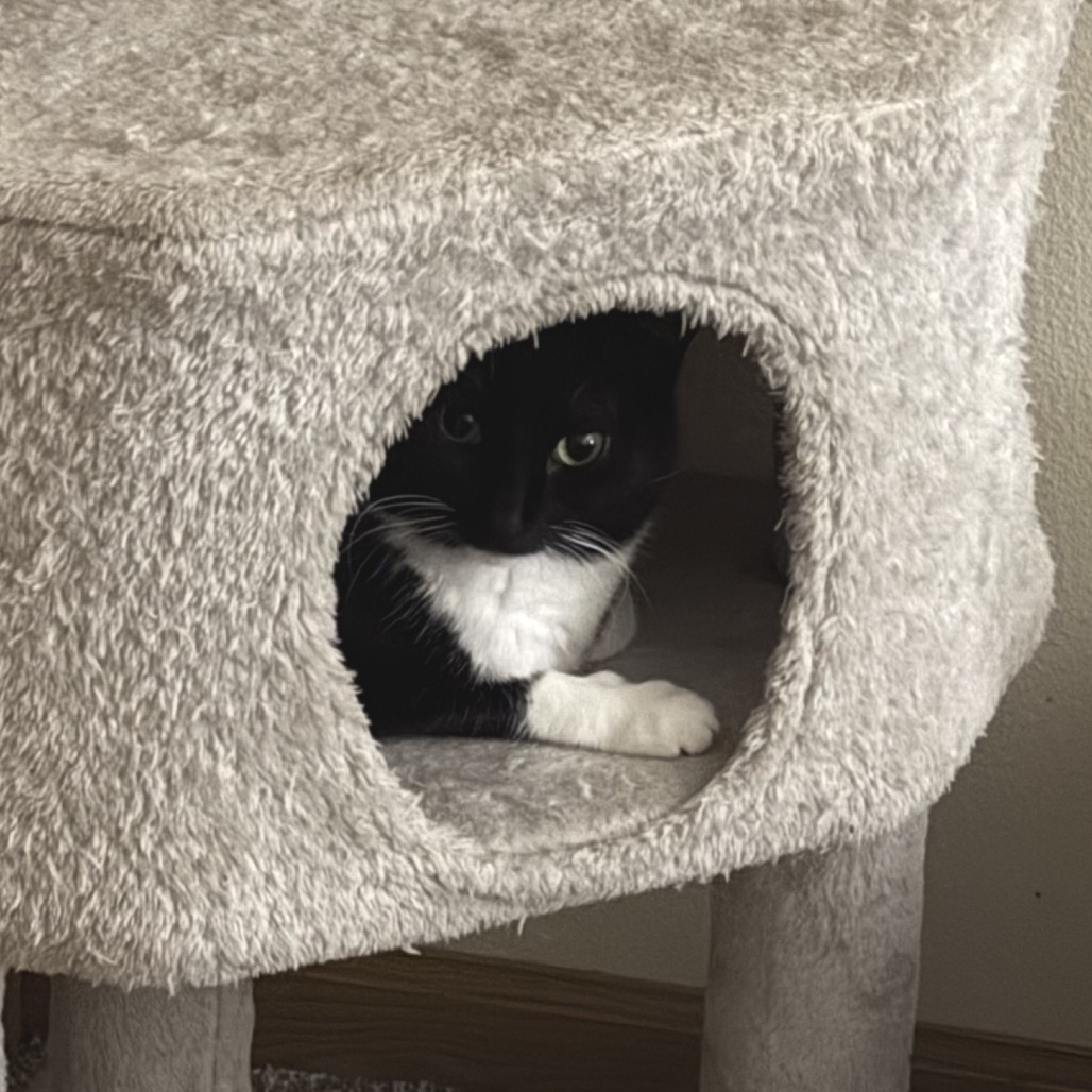 Popsicle--In Foster, an adoptable Domestic Short Hair in Fargo, ND, 58102 | Photo Image 5