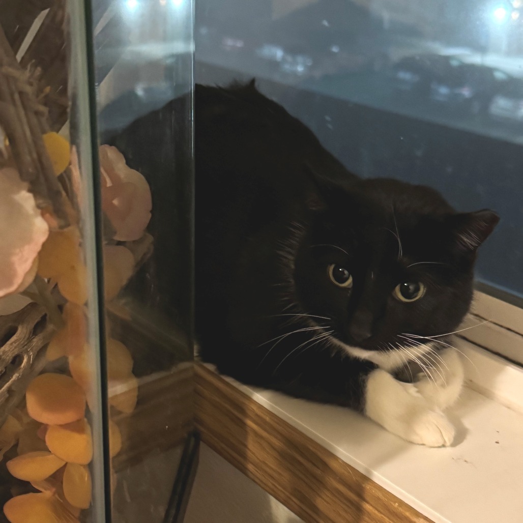 Popsicle--In Foster, an adoptable Domestic Short Hair in Fargo, ND, 58102 | Photo Image 6