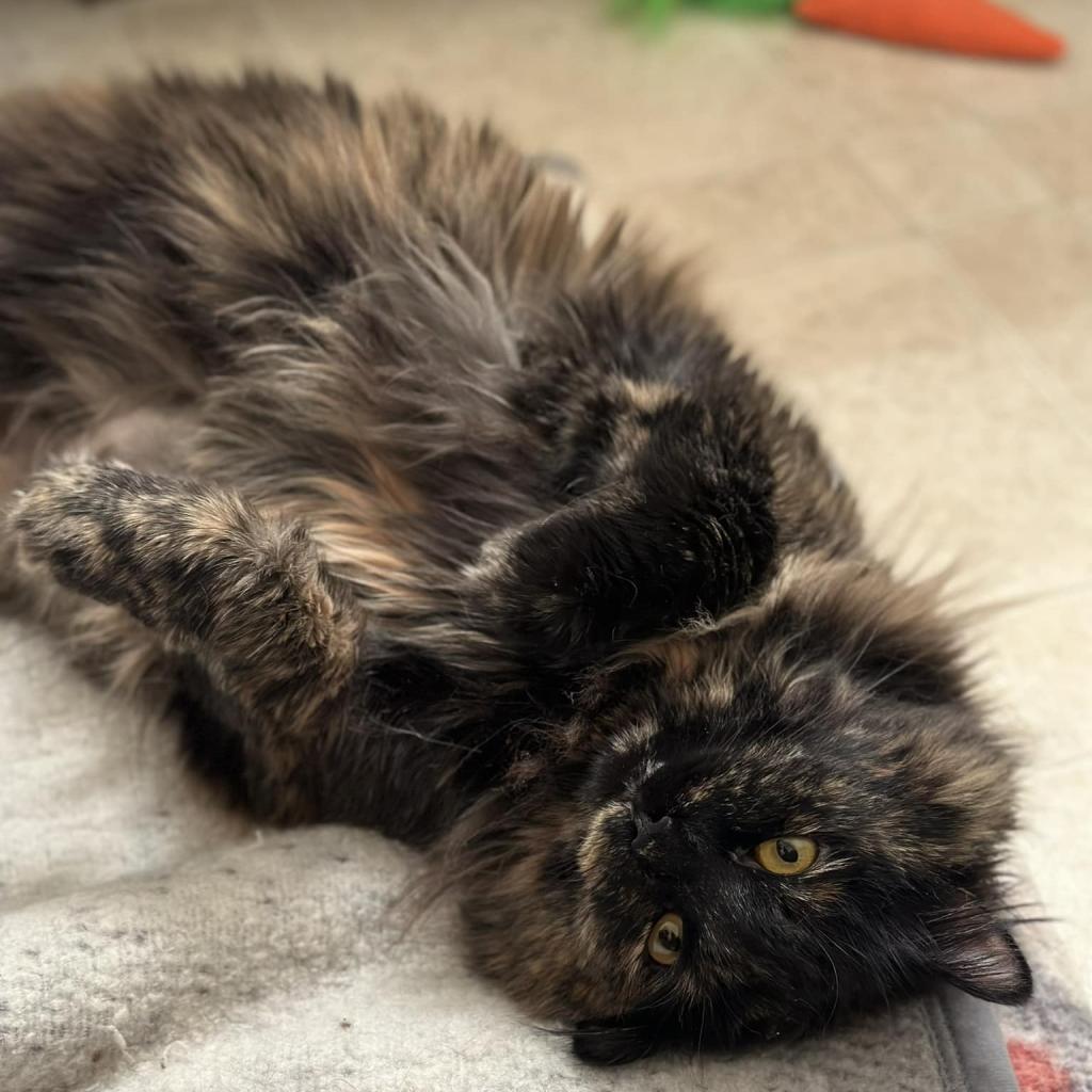 Pepper