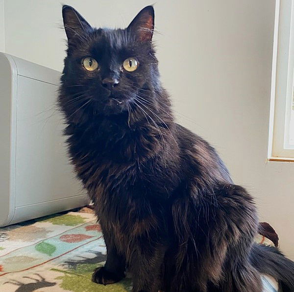 Sasha, an adoptable Domestic Long Hair in Springfield, OR, 97475 | Photo Image 1