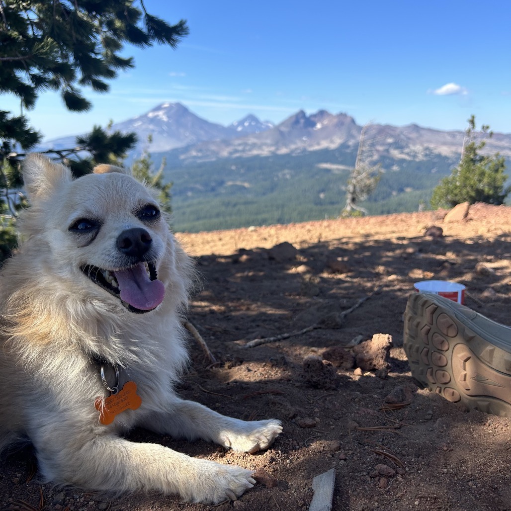 Mack, an adoptable Chihuahua, Mixed Breed in Bend, OR, 97702 | Photo Image 1
