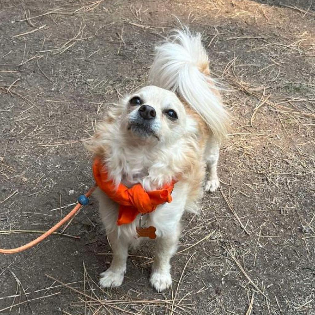 Mack, an adoptable Chihuahua, Mixed Breed in Bend, OR, 97702 | Photo Image 2