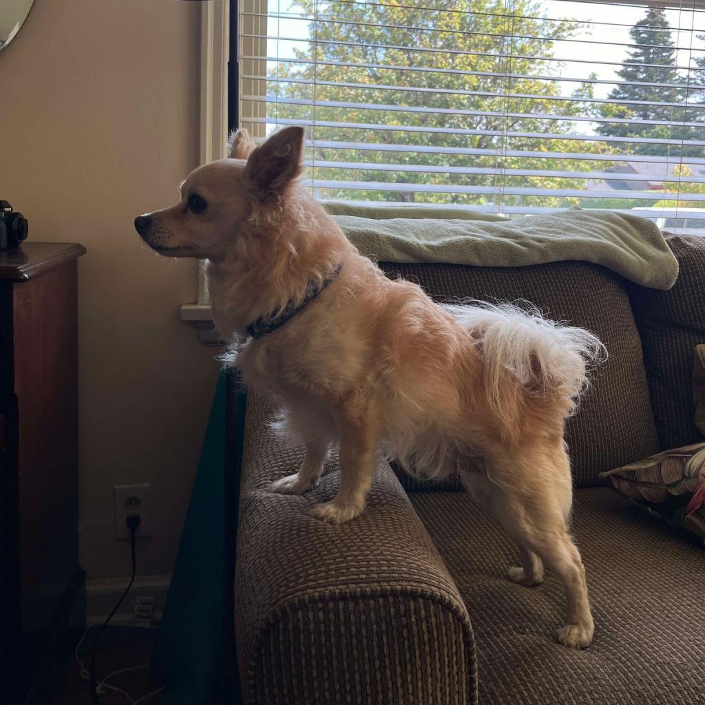Mack, an adoptable Chihuahua, Mixed Breed in Bend, OR, 97702 | Photo Image 5